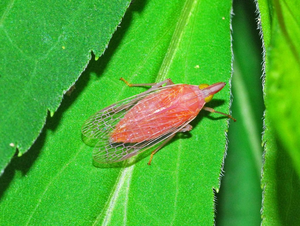 Fulgoromorpha Dyctyopharidae:  Dictyophara europaea